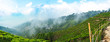 View of tea gardens on mountain in Darjeeling, Sikkim 2019