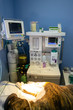 © GaiBru Photo - Dog connected to an anesthesia machine