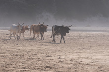 Nguni Cows Coming Down To The Beach In The Morning Mist. Photographed At Second Beach, Port St Johns On The Wild Coast In Transkei, South Africa.