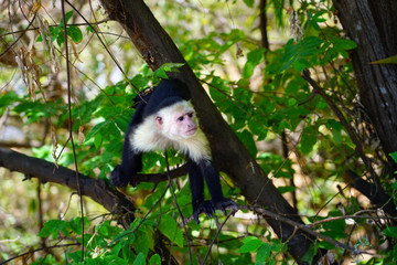 a white-headed capuchin monkey (cebus capucinus) on a fence in peninsula papagayo, guanacaste, costa