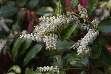 Leucothoe fontanesiana / Dog hobble