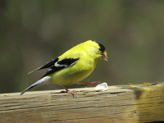 Wall Mural - Finch Feeding