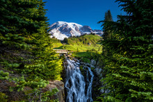 Beautiful Wildflowers And Mount Rainier, Washington State