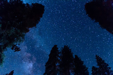 night sky above sequoia treetops in yosemite valley national park