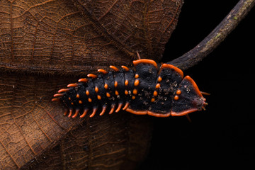 Trilobite Beetle , Close-Up of Trilobite Beetle , Duliticola, a rare insect of Borneo.