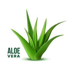 Poster - Natural Vitamin Healthy Plant Aloe Vera Vector. Realistic Medicine Botanic Herbal Green Plant With Thorn Leaves For Skincare Dermatology Cosmetic, Lotion Or Gel And Mask Ingredient. Realistic