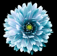Turquoise Dahlia Flower Black   Isolated Background.   Closeup.  No Shadows.  For Design.  Nature.