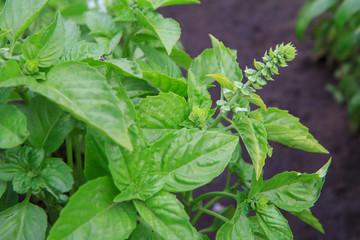 Close up plants of basil on the garden bed.