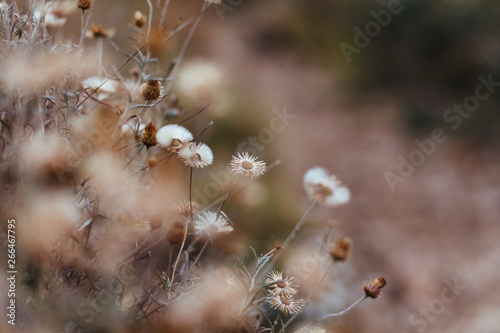 tlo-lesnych-roslin-i-kwiatow