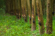 © Lab_Photo - Green trees with narrow trunk in rubber plantation