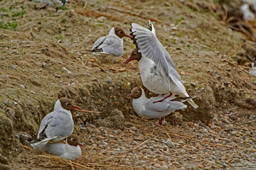 Wall Mural - Mouettes rieuses