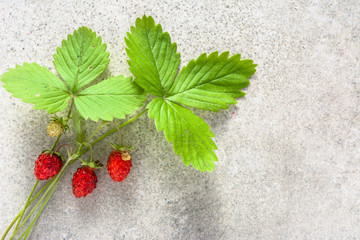 fresh plant with berries of wild strawberries, forest wild strawberry, top view