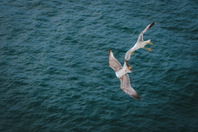 Seagull In Flight On Seabed