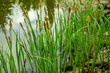 Carex melanostachya, Sedge (Carex nigra), Black or common sedge blooms on shore of magical pond among stones. Selective focus. Reflection of evergreens in mirror of pond. Nature concept for design.