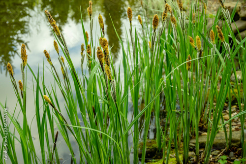 Fotografía Carex melanostachya, Sedge (Carex nigra), Black or common sedge blooms on shore of magical pond among stones