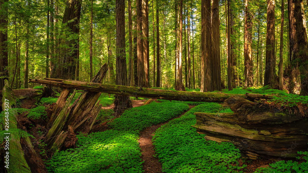 Redwood Forest Landscape in Beautiful Northern California - obrazy, fototapety, plakaty 