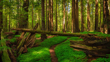 Redwood Forest Landscape In Beautiful Northern California