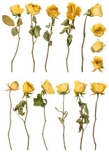 Dried Roses Set Isolated On White Background. Dry Yellow Flowers.