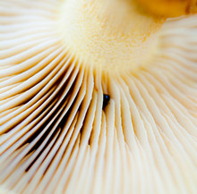 Close Up Macro Image Of Wild White Mushroom From The Autumn Garden. Parts Of The Mushroom Are In Focus And Other Parts Blurred Out. Gills, Stem, Stalk And Cap Are The Main Parts.