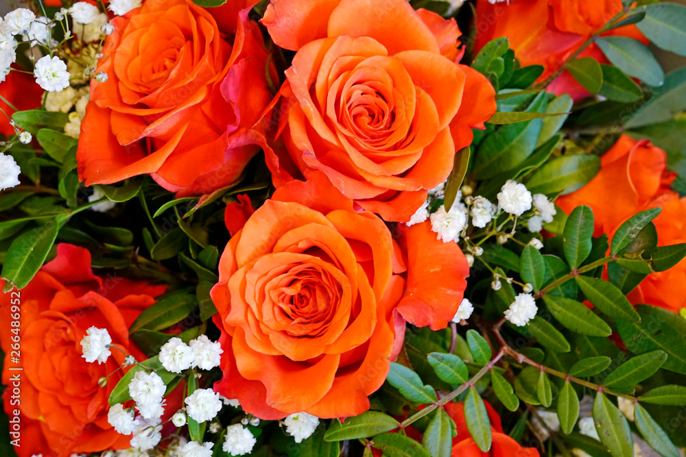 Orangene Rosen Bedeutung