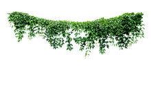 Hanging Vines Ivy Foliage Jungle Bush, Heart Shaped Green Leaves Climbing Plant Nature Backdrop Isolated On White Background With Clipping Path.