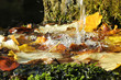Wasserquelle mit bunten Herbstblättern