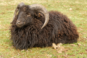 Black male ouessant sheep with big horns resting in the meadow