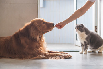 Sticker - British shorthair and golden retriever, indoor shot