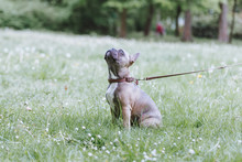 weimaraner
