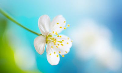 Wall Mural - blossoming white flower of cherry close-up macro