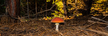 Mushroom Amanita On The Background Of Fallen Leaves In A Pine Forest.