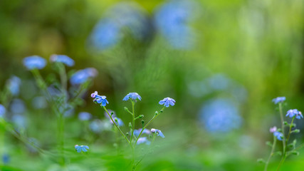 Wall Mural - Bright bunches of blue flowers young forget-me-not On green defocused background