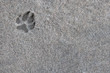 Abdruck der Pfote eines Hundes im Sand