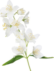 Wall Mural - illustration with white isolated jasmine branch in bloom