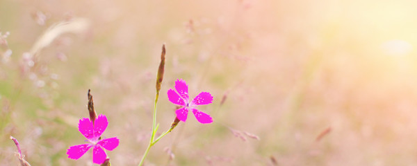 Wall Mural - Banner - website header template - Flowers Roses webdesign - webdevelopment - Nature