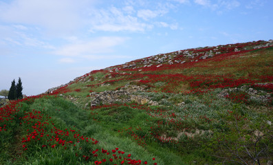 Wall Mural - Poppy flower field on the hill against blue sky background