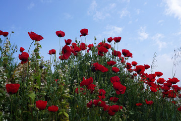 Wall Mural - Poppy flower field on the hill against blue sky background