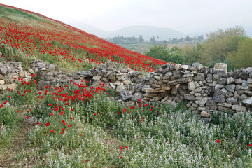 Wall Mural - Poppy flower field on the hill against blue sky background