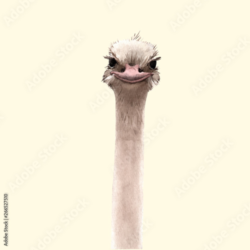 Fotografía Watercolor ostrich vector portrait