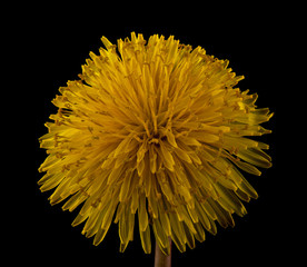 Sticker - Yellow dandelion isolated on a black background close-up.