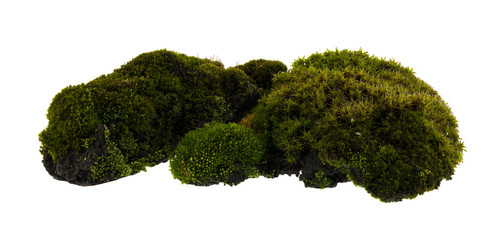 Wall Mural - Moss isolated on white background.