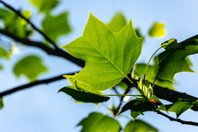 Young Leaves Of Tulip Tree (Liriodendron Tulipifera), Called Tuliptree, American Tulip Tree, Tulip Poplar, Yellow Poplar, Whitewood On Background Of Clear Blue Sky. Selective Focus.
