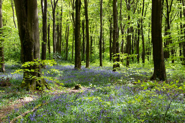 Fototapeta bluebell carpeted woods