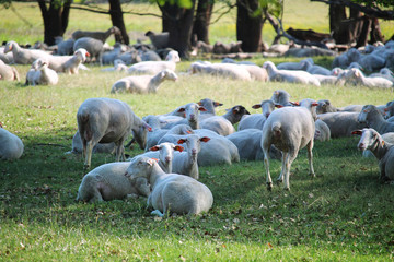 Wall Mural - Sheeps and hundred years old oak trees in Poland