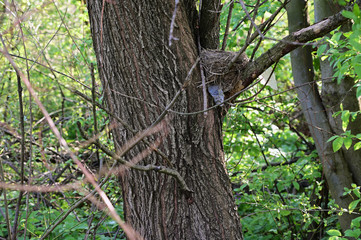 Poster - Nest on a branch in nature.