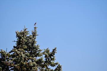 Sticker - Starling on the tip of spruce holding feathers in its beak.