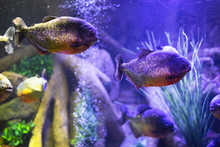 Red-bellied Piranha Fish In Aquarium With Illumination