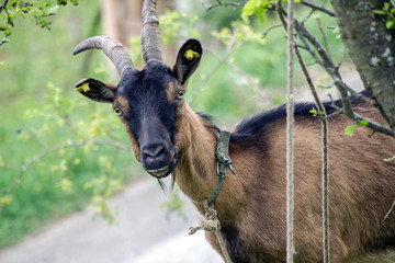 brown goat on pasture.goat on the meadow