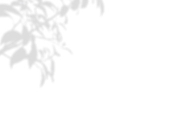 Summer background of shadows branch leaves on a white wall. White and Black for overlaying a photo or mockup