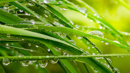 grass, green, water, dew, nature, leaf, drop, rain, plant, leaves, drops, summer, macro, fresh, plants, morning, wet, flora, blade, spring, foliage, garden, lawn, raindrop, natural